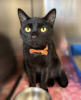 Rescue Domestic Short Hair Cats for Adoption in Sunnyvale, Texas - Dutchess | PetCurious