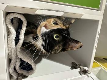 Madeline -  Domestic Medium Hair Cat for Adoption in Seattle, Washington - Madeline | PetCurious