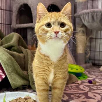 Domestic Short Hair Cats Available for Adoption in Rixeyville, Virginia - Nouget | PetCurious