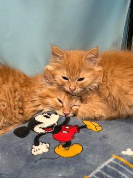 Pumpkin -  Domestic Long Hair Cat Available for Adoption in Los Angeles, California - Pumpkin | PetCurious