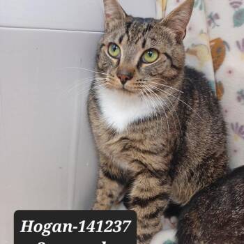 Domestic Short Hair Cats Available for Adoption in New Tazewell, Tennessee - Hogan | PetCurious
