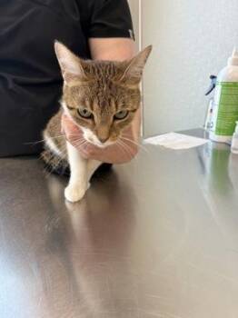 Darcy -  Domestic Short Hair Cat for Adoption in Lafayette, Indiana - Darcy | PetCurious