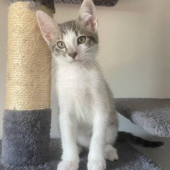 Rescue Domestic Short Hair Cats for Adoption in Santa Ana, California - Charlie | PetCurious