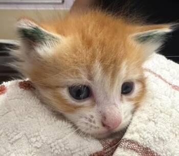 Monk -  Domestic Short Hair Cat for Adoption in Vancouver, Washington - Monk | PetCurious