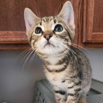 Bobbycat -  Domestic Short Hair Cat for Adoption in Davenport, Iowa - Bobbycat | PetCurious
