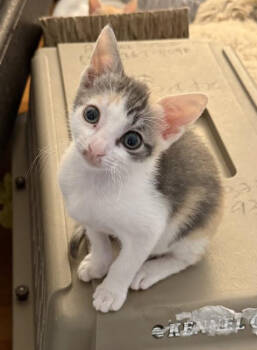 Rescue Domestic Short Hair Cats for Adoption in Los Angeles, California - Libby | PetCurious