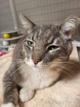 Domestic Short Hair Cats Available for Adoption in Diamond Springs, California - Lassen | PetCurious