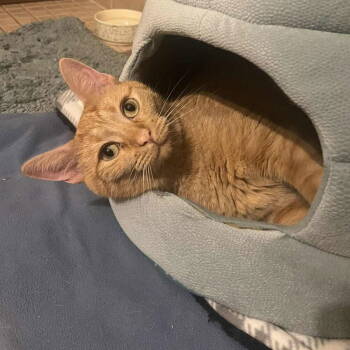 Rescue Domestic Short Hair Cats for Adoption in Candler, North Carolina - Daisy | PetCurious