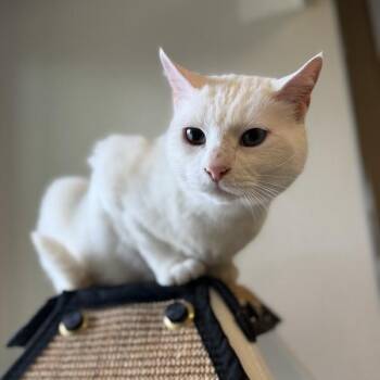 Domestic Short Hair Cats Available for Adoption in Truckee, California - Bowie | PetCurious