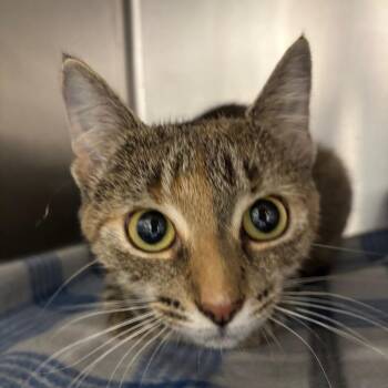 Mama Kitty -  Domestic Short Hair Cat for Adoption in Gloucester, Virginia - Mama Kitty | PetCurious