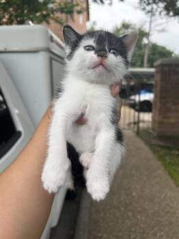 Domestic Short Hair Cats Available for Adoption in Houston, Texas - A654886 | PetCurious