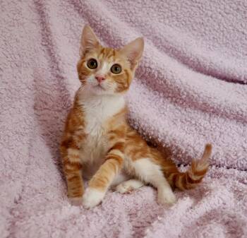 Sunny -  Tabby Cat for Adoption in St. Augustine, Florida - Sunny | PetCurious