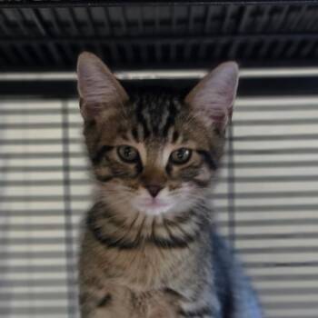 Tempo -  Domestic Short Hair Cat for Adoption in Muncie, Indiana - Tempo | PetCurious