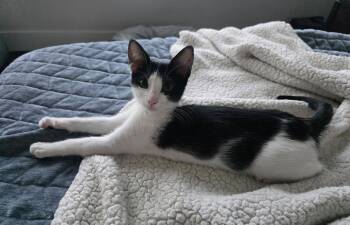 Razzle -  Domestic Short Hair Cat for Adoption in Frisco, Texas - Razzle | PetCurious