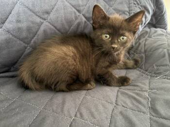 Bear -  Domestic Short Hair Cat for Adoption in Fort Myers, Florida - Bear | PetCurious