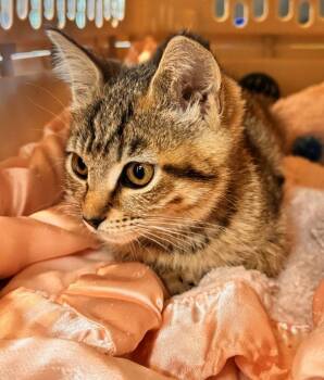 Cammie -  Domestic Short Hair Cat for Adoption in Salinas, California - Cammie | PetCurious