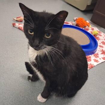 Domestic Short Hair Cats Available for Adoption in West Palm Beach, Florida - Dunga | PetCurious