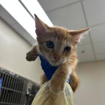 MANNY -  Domestic Short Hair Cat for Adoption in Las Vegas, Nevada - MANNY | PetCurious