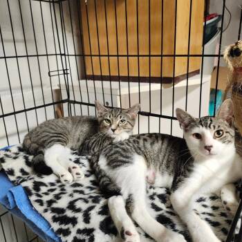 Rescue Domestic Short Hair and Tabby Cats for Adoption in New York, New York - Squirrel | PetCurious