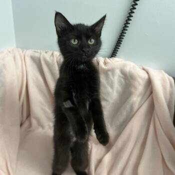 Rescue Domestic Short Hair Cats for Adoption in Abbotsford, British Columbia - Helium | PetCurious