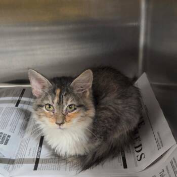Valeria -  Domestic Long Hair Cat for Adoption in Pauls Valley, Oklahoma - Valeria | PetCurious