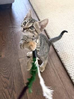 Mini -  Domestic Short Hair Cat for Adoption in Walnut Creek, California - Mini | PetCurious