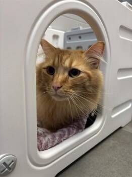 Domestic Short Hair Cats Available for Adoption in Omaha, Nebraska - MOCHI | PetCurious