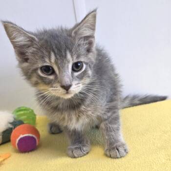 Domestic Short Hair Cats Available for Adoption in Fort Wayne, Indiana - Rummy | PetCurious