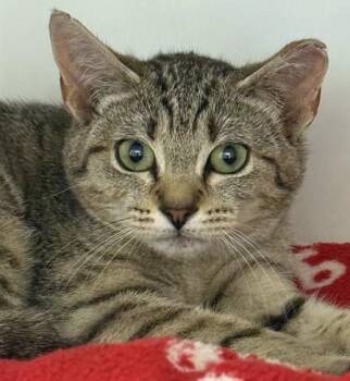 Domestic Short Hair Cats Available for Adoption in Dedham, Massachusetts - POLLUX | PetCurious
