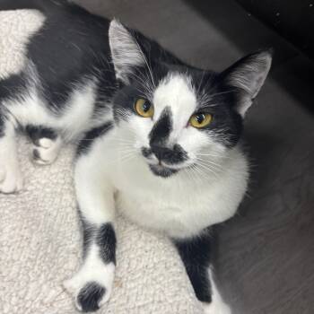 Checkers -  Domestic Short Hair Cat for Adoption in Renton, Washington - Checkers | PetCurious