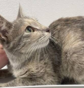 Domestic Medium Hair Cats Available for Adoption in Sacramento, California - Gracie | PetCurious