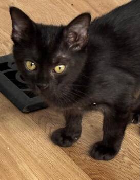 Zippy -  Domestic Short Hair Cat for Adoption in Cumming, Georgia - Zippy | PetCurious