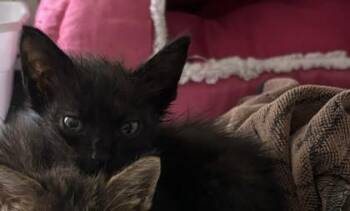 Lotus -  Domestic Short Hair Cat for Adoption in West Memphis, Arkansas - Lotus | PetCurious