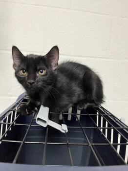 Catalina -  Domestic Short Hair Cat for Adoption in Troy, Ohio - Catalina | PetCurious