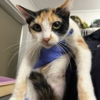 Rescue Domestic Short Hair Cats for Adoption in Richmond Hill, Georgia - Jessi | PetCurious