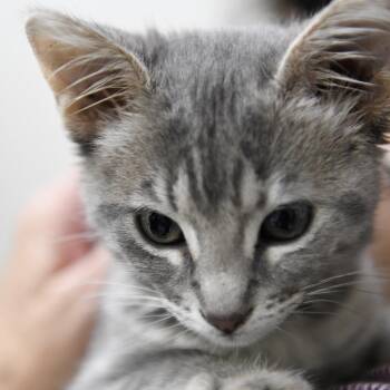 Domestic Short Hair Cats Available for Adoption in Redwood City, California - Annie | PetCurious