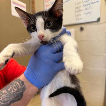 Silas -  Domestic Short Hair Cat for Adoption in Birmingham, Alabama - Silas | PetCurious
