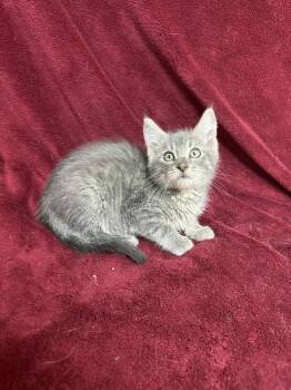 Rescue Domestic Short Hair Cats for Adoption in Waterloo, Iowa - Gizzard | PetCurious