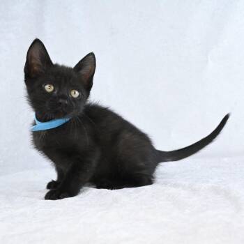 Trudy -  Domestic Short Hair Cat for Adoption in Mobile, Alabama - Trudy | PetCurious