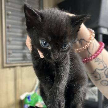 Domestic Short Hair Cats Available for Adoption in Saint Joseph, Missouri - Sangay | PetCurious