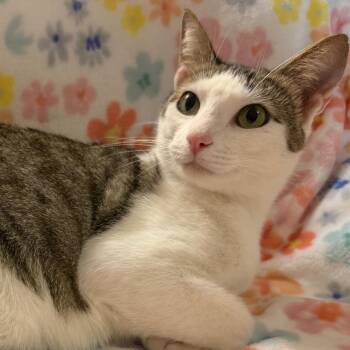 Maple -  Domestic Short Hair Cat for Adoption in Lewisville, Texas - Maple | PetCurious