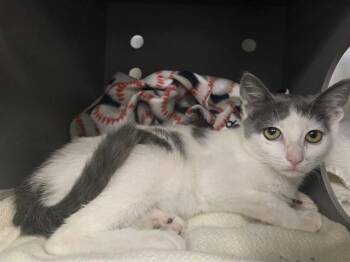 REBECCA -  Domestic Short Hair Cat for Adoption in Palo Alto, California - REBECCA | PetCurious