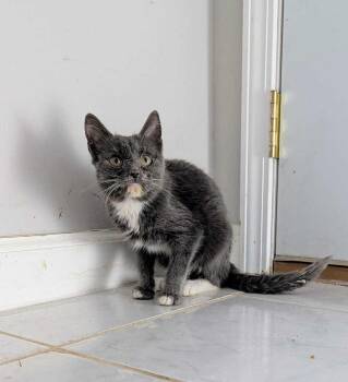 Domestic Short Hair Cats Available for Adoption - Flicker | PetCurious