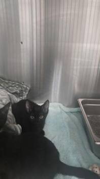 Fraggle Rock -  Domestic Short Hair Cat for Adoption in Schenectady, New York - Fraggle Rock | PetCurious