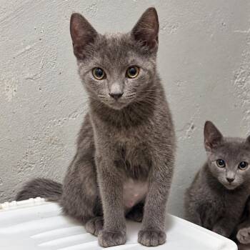 Luzon -  Domestic Short Hair and Russian Blue Cat for Adoption in Antioch, California - Luzon | PetCurious