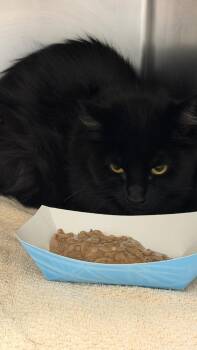 Tulip -  Domestic Medium Hair Cat for Adoption in Ontario, California - Tulip | PetCurious
