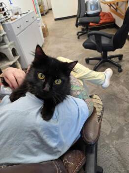 Rescue Domestic Long Hair Cats for Adoption in Roosevelt, Utah - Winkie | PetCurious