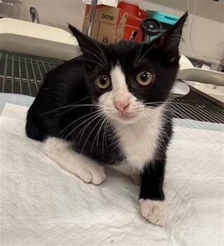 Domestic Short Hair Cats Available for Adoption in Baytown, Texas - NIFFTY | PetCurious