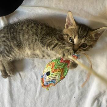 Domestic Short Hair Cats Available for Adoption - Little | PetCurious