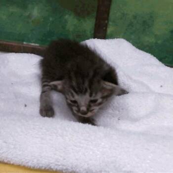 Karl -  Domestic Short Hair Cat for Adoption in Houston, Texas - Karl | PetCurious